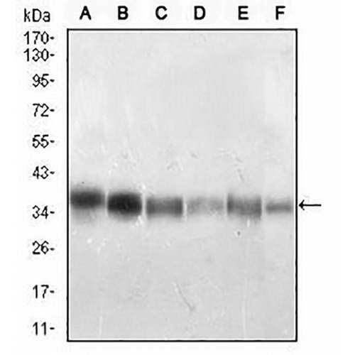 PP1 beta Mouse Monoclonal Antibody(C2916)