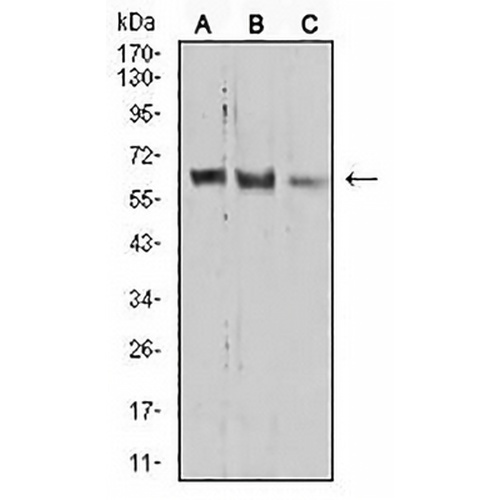 PRDM14 Mouse Monoclonal Antibody(C2917)