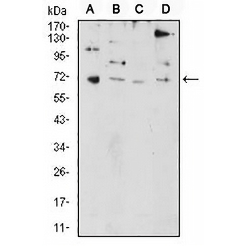 PRDM5 Mouse Monoclonal Antibody(C2918)