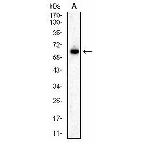 Perforin 1 Mouse Monoclonal Antibody(C2919)
