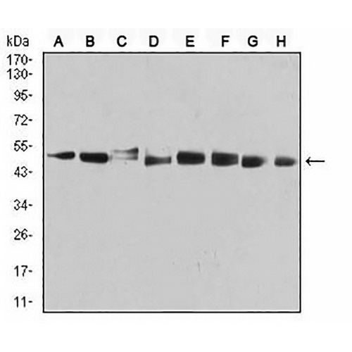 PSMC3 Mouse Monoclonal Antibody(C2922)