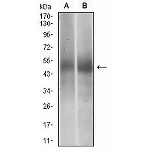PTP1B Mouse Monoclonal Antibody(C2923)