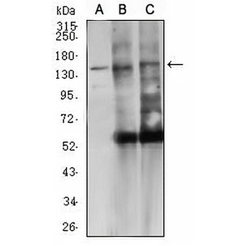 CD45 Mouse Monoclonal Antibody(C2924)