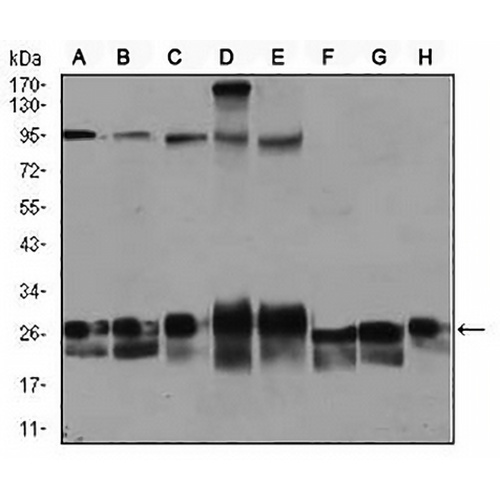 Rab 4A Mouse Monoclonal Antibody(C2926)