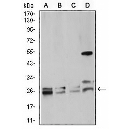 RAB5A Mouse Monoclonal Antibody(C2927)