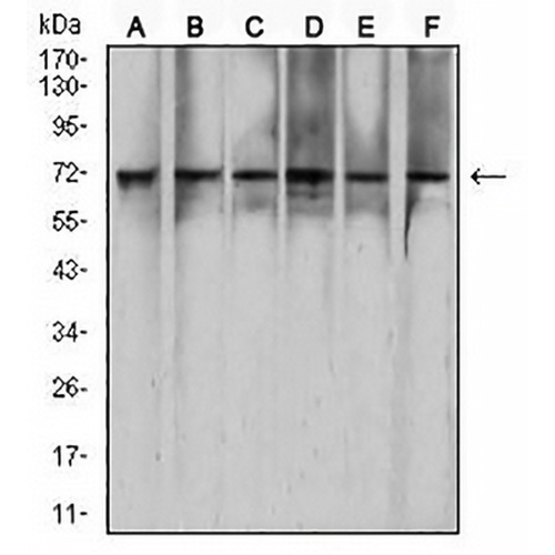 RAD21 Mouse Monoclonal Antibody(C2929)
