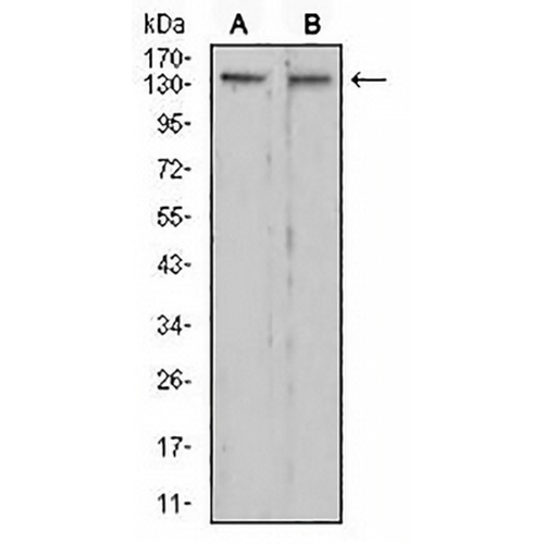 RAD50 Mouse Monoclonal Antibody(C2931)