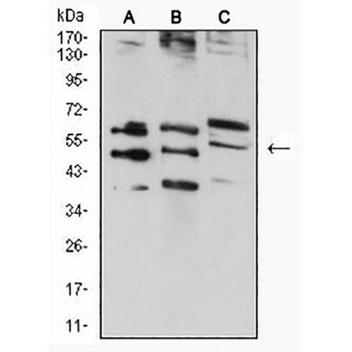 RAD52 Mouse Monoclonal Antibody(C2932)