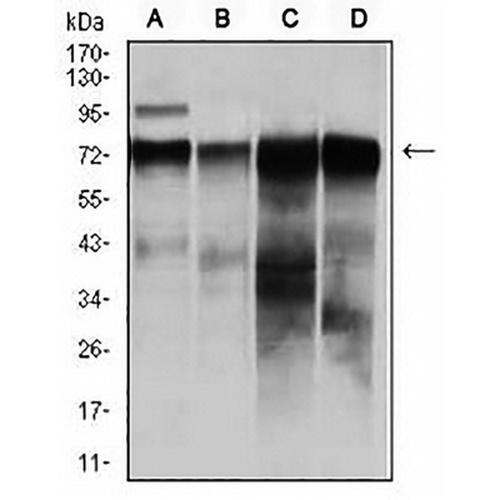 c-RAF Mouse Monoclonal Antibody(C2933)