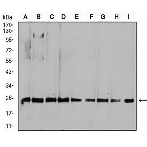 RALA Mouse Monoclonal Antibody(C2934)