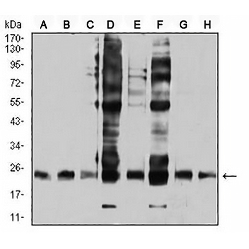 RALB Mouse Monoclonal Antibody(C2935)