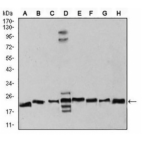 RAN Mouse Monoclonal Antibody(C2936)