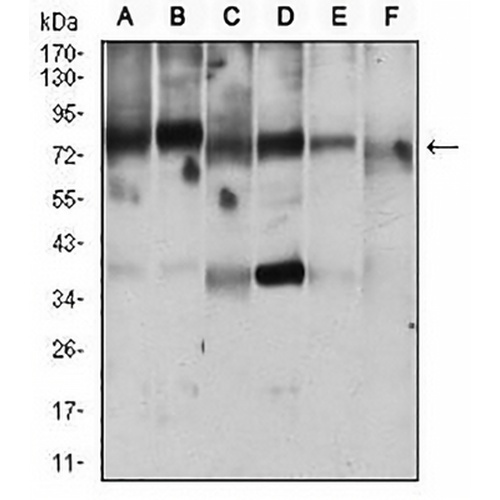 RANBP9 Mouse Monoclonal Antibody(C2937)