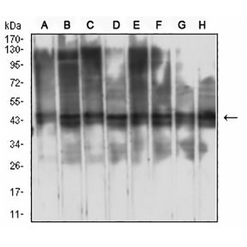 RbAp46 Mouse Monoclonal Antibody(C2939)