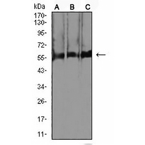NeuN Mouse Monoclonal Antibody(C2940)