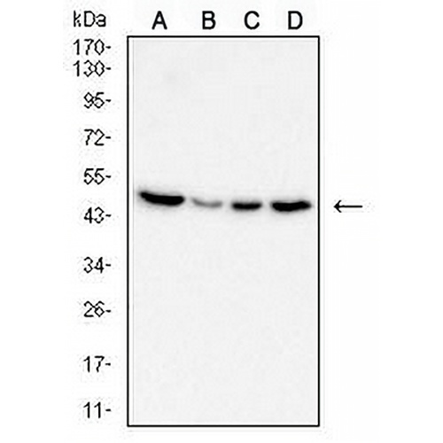 RhoA Mouse Monoclonal Antibody(C2941)