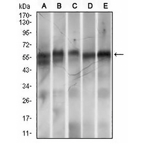 RING1 Mouse Monoclonal Antibody(C2942)