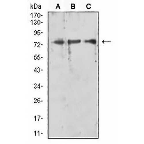 RIPK1 Mouse Monoclonal Antibody(C2943)