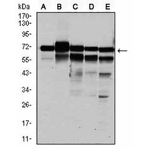 RPA1 Mouse Monoclonal Antibody(C2944)