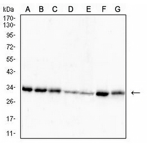 RPA2 Mouse Monoclonal Antibody(C2945)