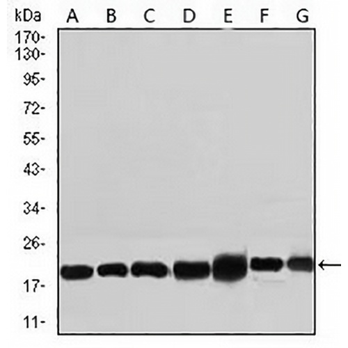 RPL18A Mouse Monoclonal Antibody(C2946)