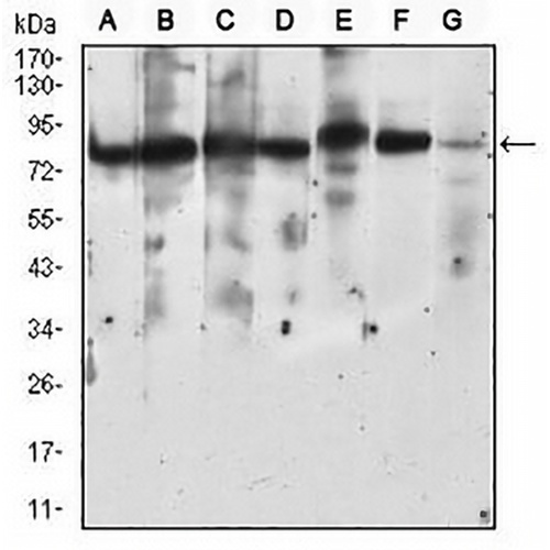 RSK3 Mouse Monoclonal Antibody(C2947)