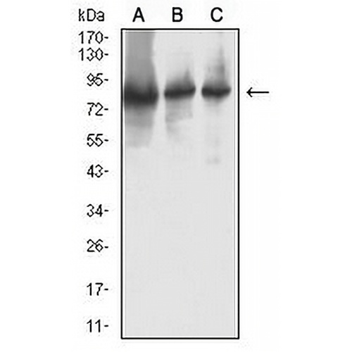 RRM1 Mouse Monoclonal Antibody(C2948)
