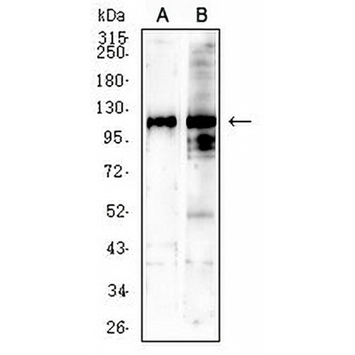 SALL4 Mouse Monoclonal Antibody(C2949)