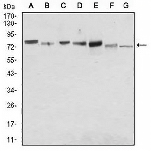 CD138 Mouse Monoclonal Antibody(C2951)