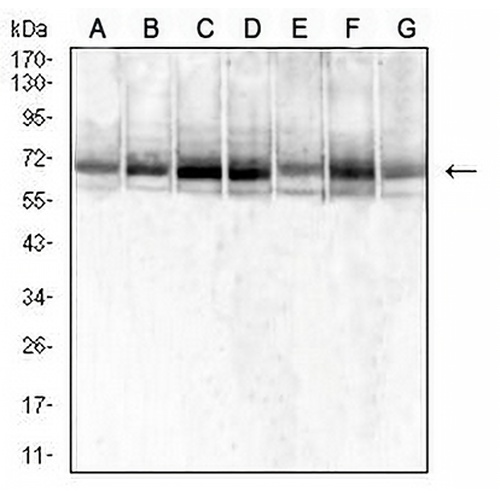 SDHA Mouse Monoclonal Antibody(C2952)
