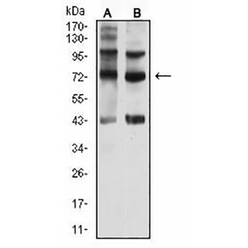CD108 Mouse Monoclonal Antibody(C2953)