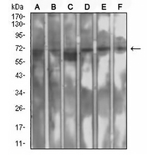 SETD7 Mouse Monoclonal Antibody(C2955)
