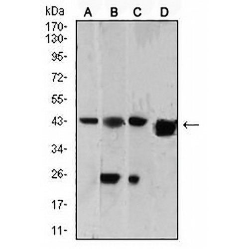 SH3GL1 Mouse Monoclonal Antibody(C2956)
