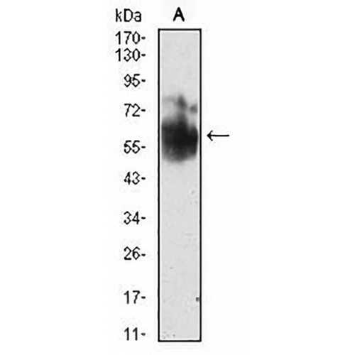 SHC1 Mouse Monoclonal Antibody(C2957)