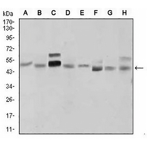 SHH Mouse Monoclonal Antibody(C2958)
