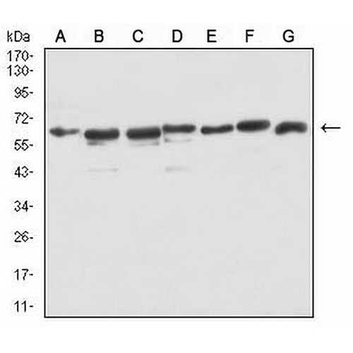 Siglec 15 Mouse Monoclonal Antibody(C2959)
