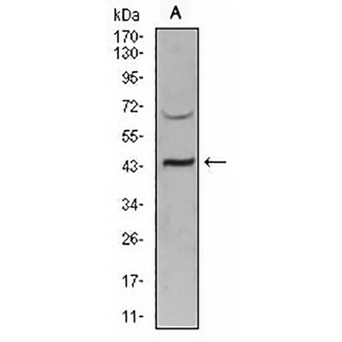SIRT3 Mouse Monoclonal Antibody(C2961)