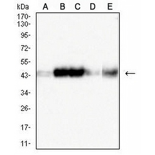 CD319 Mouse Monoclonal Antibody(C2962)