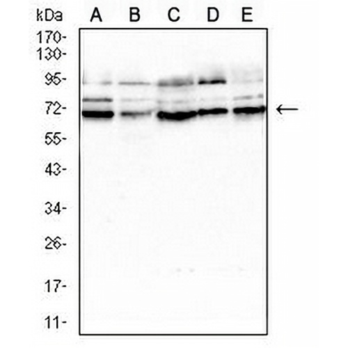 SLC45A3 Mouse Monoclonal Antibody(C2965)