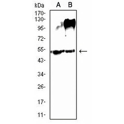 SLC7A3 Mouse Monoclonal Antibody(C2966)