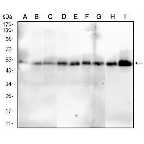 SMAD1 Mouse Monoclonal Antibody(C2967)