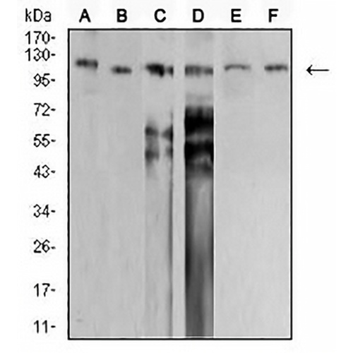 SNF2L Mouse Monoclonal Antibody(C2968)