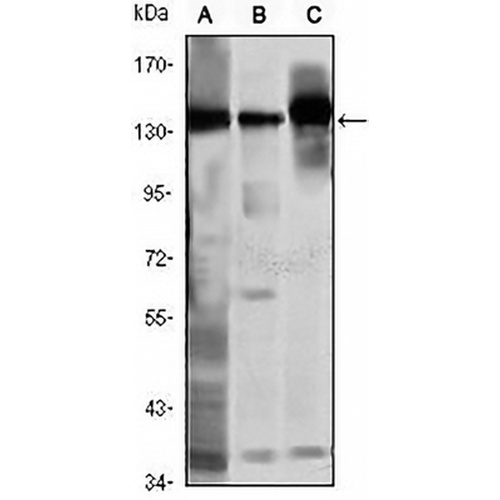 SMC1A Mouse Monoclonal Antibody(C2969)