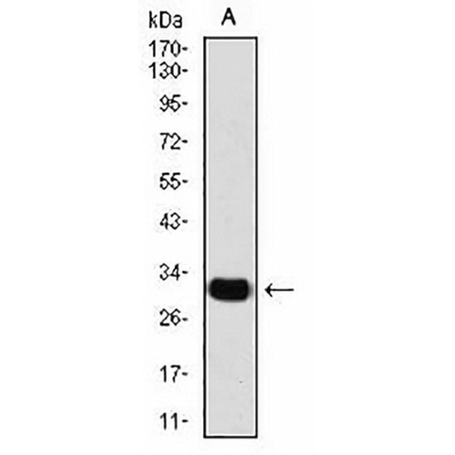 SLUG Mouse Monoclonal Antibody(C2970)
