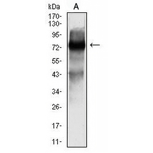 SOX11 Mouse Monoclonal Antibody(C2973)