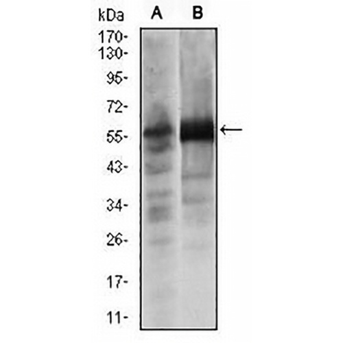 SOX9 Mouse Monoclonal Antibody(C2974)
