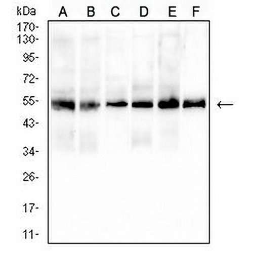 CD43 Mouse Monoclonal Antibody(C2975)
