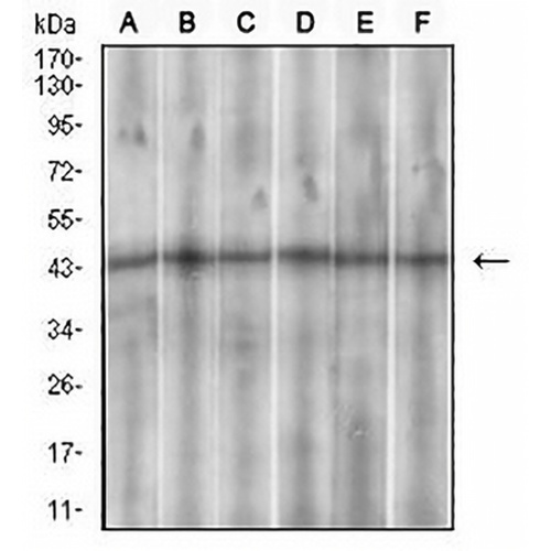 SSTR3 Mouse Monoclonal Antibody(C2977)