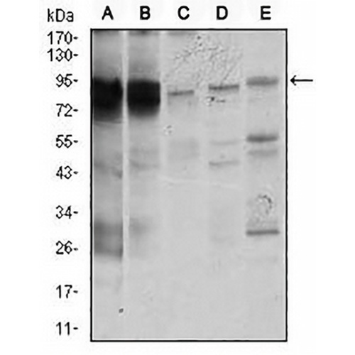 STAT5A Mouse Monoclonal Antibody(C2978)