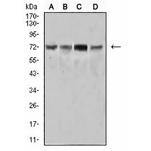 SYK Mouse Monoclonal Antibody(C2979)